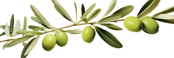 AI generated Olive tree branch, green olives and leaves on white background. AI Generated. photo