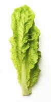 AI generated Lettuce isolated on white background. AI Generated photo