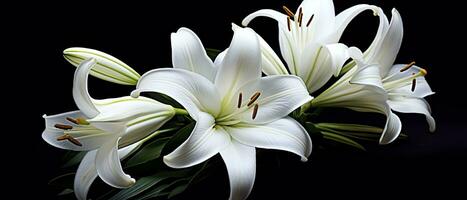 AI generated White lily flowers on black background. AI Generated photo