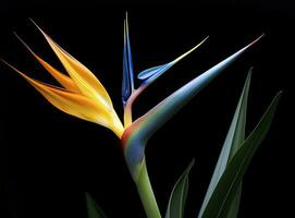 AI generated Bird of paradise flower isolated on black background. AI Generated photo