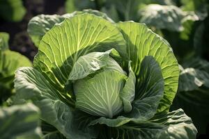 AI generated Cabbage growing in an urban garden. Cabbage leaves and head close up. Generative AI photo