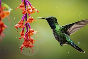 AI generated Hummingbird in Costa Rica. AI Generated. photo