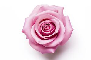 ai generado rosado Rosa aislado en blanco antecedentes. ai generado foto
