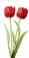 AI generated Red tulips isolated on white background. AI Generated photo