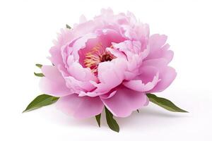 AI generated Peony isolated on white background. AI Generated photo