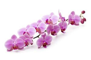 AI generated Pink Orchid isolated on white background. AI Generated photo