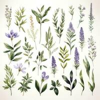 AI generated Collection of watercolor herbs clipart on white background. AI Generated photo