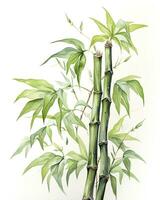 ai generado acuarela bambú clipart aislado en blanco antecedentes. ai generado foto