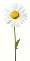 AI generated Common daisy isolated on white background. AI Generated photo