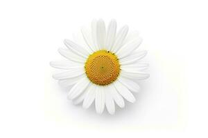 AI generated Common daisy isolated on white background. AI Generated photo