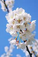 AI generated Cherry Blossom Against Clear Blue Sky.AI Generated. photo