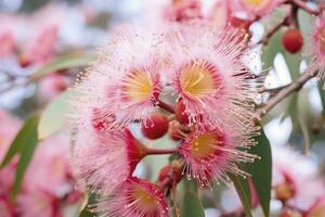 ai generado hermosa goma árbol rosado flores y brotes ai generado foto