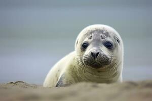 AI generated Harbor seal cub. AI Generated photo