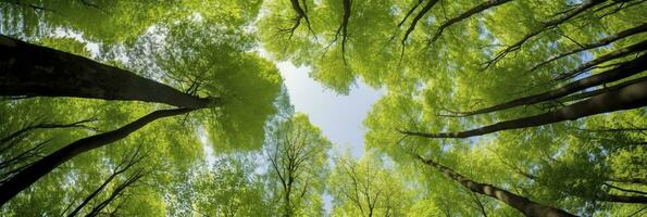 AI generated Looking up at the green tops of trees. AI Generated photo