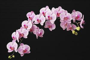 AI generated Pink Orchid isolated on black  background. AI Generated photo