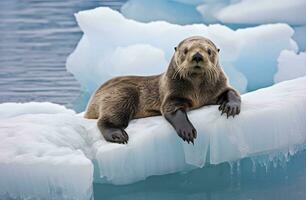 AI generated Sea Otter on Ice. AI Generated photo