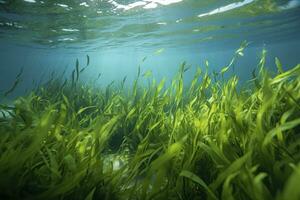 AI generated Underwater view of a group of seabed with green seagrass. AI Generated photo