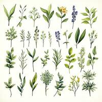 AI generated Collection of watercolor herbs clipart on white background. AI Generated photo