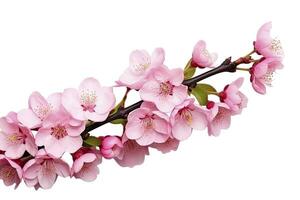 AI generated Sakura flowers isolated on white background. AI Generated photo