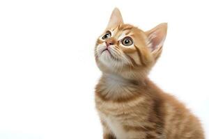 AI generated Playful funny kitten looking up isolated on a white background. AI Generated photo