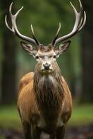 AI generated Close up of red deer stag. AI Generated photo