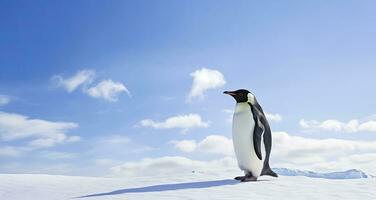 AI generated Penguin standing in Antarctica looking into the blue sky. AI Generated photo