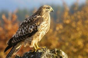 AI generated Hawk sitting on rock looking for prey. AI Generated photo