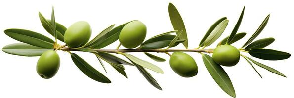 AI generated Olive tree branch, green olives and leaves on white background. AI Generated. photo