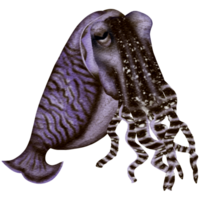 arcobaleno gigante calamaro png