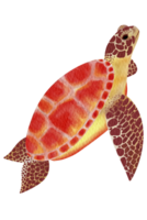 Terry sea turtle, orange red, brown png