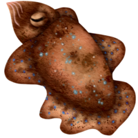 Brown carapace squid png