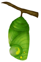 Grün Schmetterling Puppe png