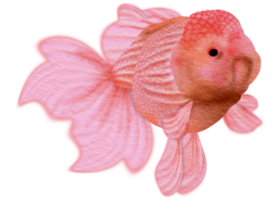 carino rosa pesce rosso png