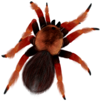 nero ragni avere arancia gambe. png