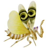 giallo alato mantide png