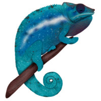 Blue chameleon perched on a branch png