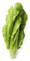 AI generated Lettuce isolated on white background. AI Generated photo