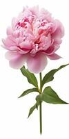 AI generated Peony isolated on white background. AI Generated photo