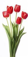 AI generated Red tulips isolated on white background. AI Generated photo