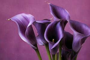 AI generated Bouquet of purple calla lilies against purple background.AI Generated photo