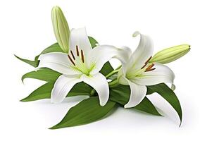 AI generated Beautiful fresh lily flower with green leaves, isolated on white background. AI Generated photo