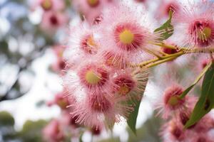 AI generated Beautiful Gum tree pink flowers and buds. AI Generated photo