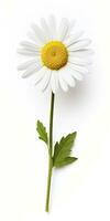 AI generated Common daisy isolated on white background. AI Generated photo