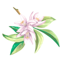 Watercolor citrus flowers on a branch with leaves. Isolated hand drawn illustration of spring blossom. Floral template for invitation and card, printing on packaging, stickers, embroidery and textile. png