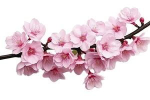 AI generated Sakura flowers isolated on white background. AI Generated photo