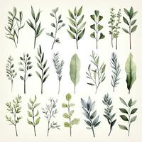 AI generated Collection of watercolor herbs clipart on white background. AI Generated photo