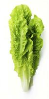 AI generated Lettuce isolated on white background. AI Generated photo