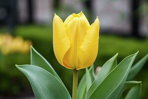 AI generated Yellow tulip in the garden. AI Generated photo