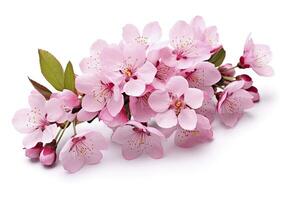 AI generated Sakura flowers isolated on white background. AI Generated photo