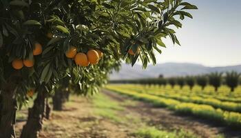 AI generated An orange tree is in the foreground with a farm field background. Generative AI photo